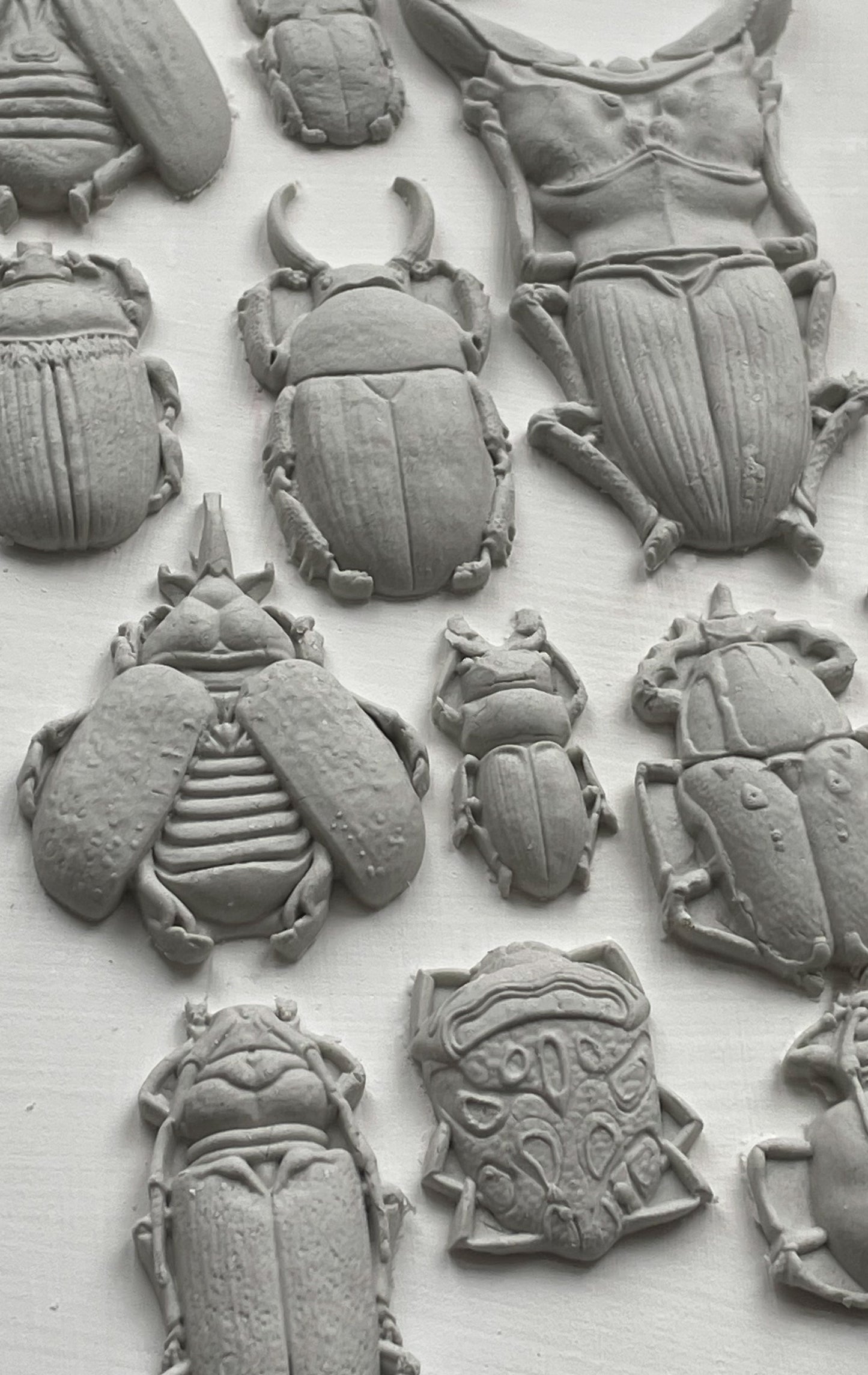 Specimens Mould By Iron Orchid Designs - New Spring 2024 Release